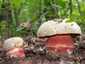 Sátántinóru (Rubroboletus satanas), Budai-hegység